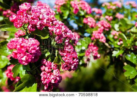 Bloosoming Pink Flowers Of Hawthorn Tree