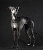 Italian Greyhound