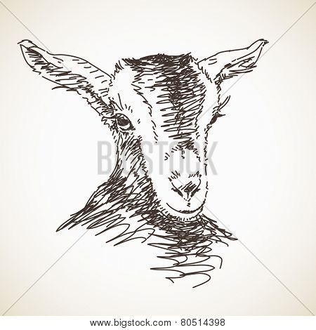Sketch of goat. Hand drawn illustration. Isolated
