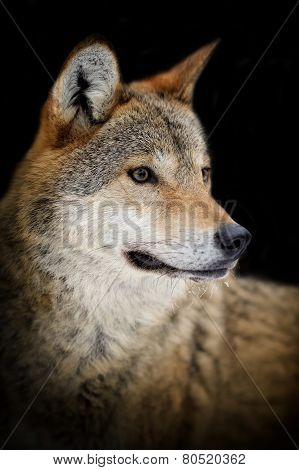 Wolf