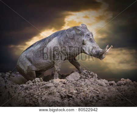 The Warthog (Phacochoerus africanus) in a mud. Dangerous african mammal.