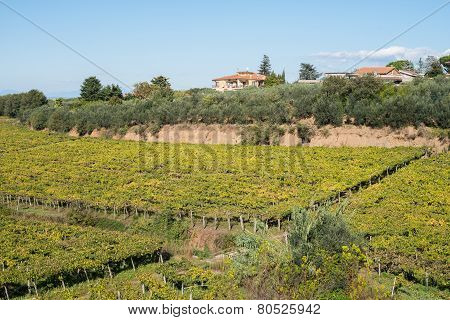 Vineyard