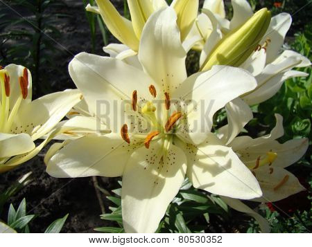 Lily