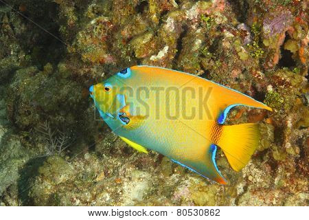 Queen Angelfish On A Coral Reef