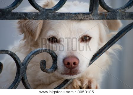 Cane dietro la porta di ferro