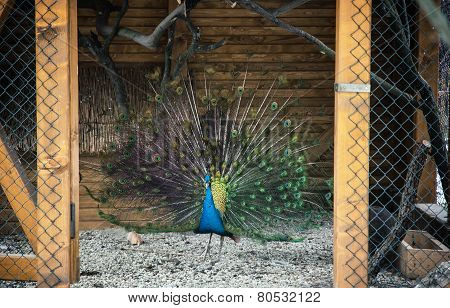 Peacock (pavo Cristatus)