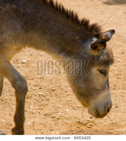 Funny Donkey