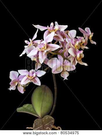 Orchid Phalenopsis Mini White Pink Color Isolated On Black Background