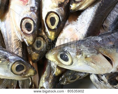 Raw Anchovies Just Fish For Sale In Fish Market