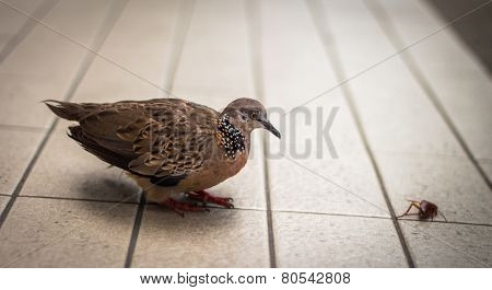Bird And Cockroach