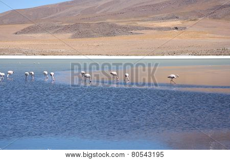 Wild flamingos in the lagoon of Bolivian Andes