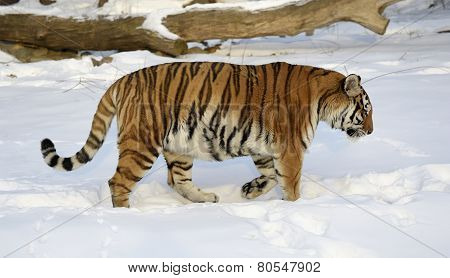 Siberian Tiger