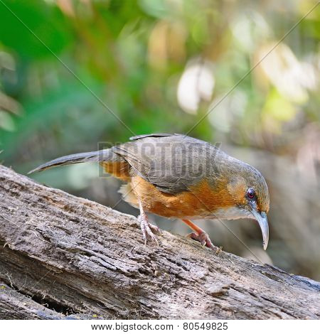 Rusty-cheeked Scimitar-babbler