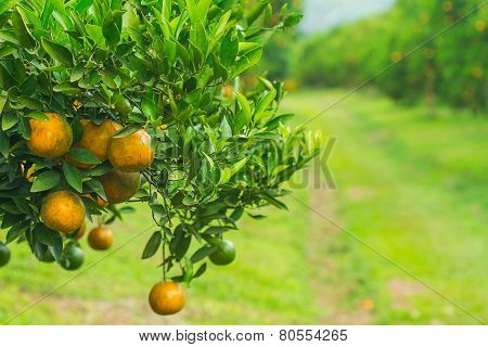 Orange Groves