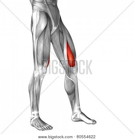 Concept or conceptual 3D vastus medialis human upper leg anatomy or anatomical and muscle isolated on white background
