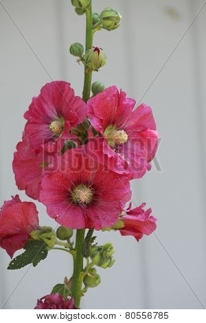 Hollyhock (Alcea)