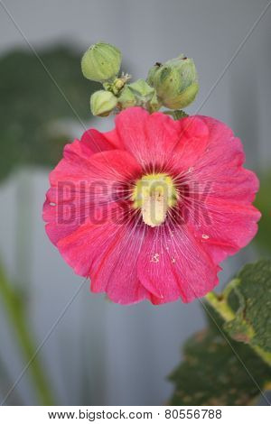 Hollyhock (Alcea)