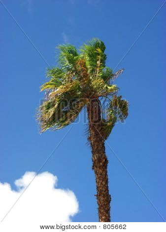 Palm