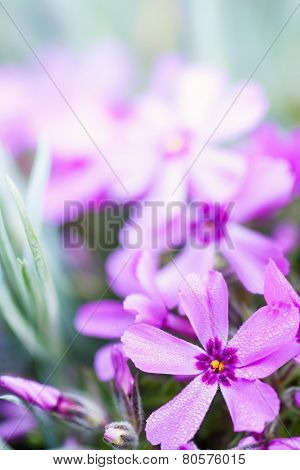 Phlox Subulata