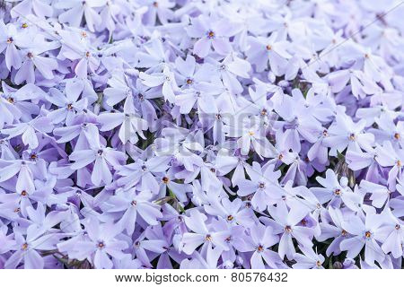 Phlox Subulata