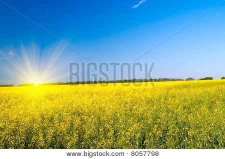 Dejlig sol over Golden Rapefield af forår.