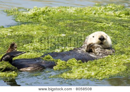 Sea Otter in alghe verdi