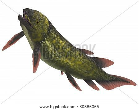 Dipterus Fish Over White