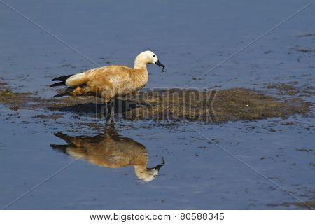 Ruddy Shelduck In Nepal