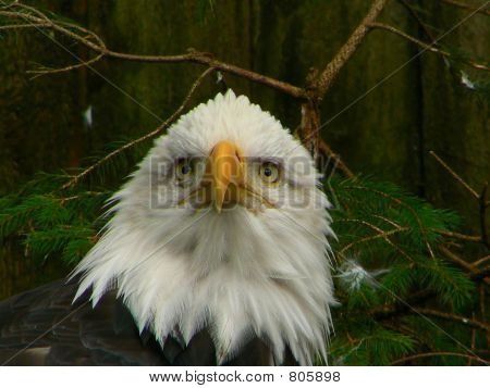 baldeagle6BS