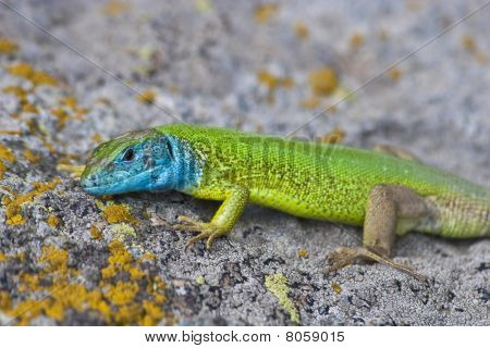 Verde lucertola (lacerta Viridis)