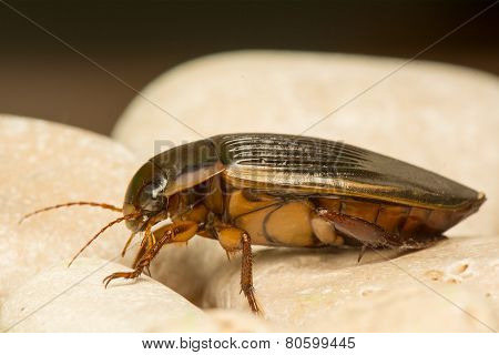Dytiscus Marginalis