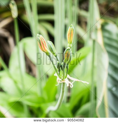 Close up of beautiful orange flower of eucrosia bicolor Ker-Gawl