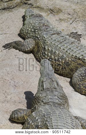 Crocodylia Alligator Mississippi