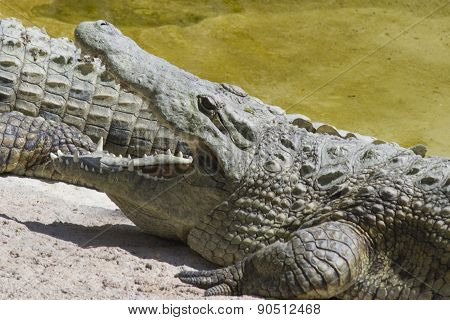 Crocodylia Alligator Mississippi