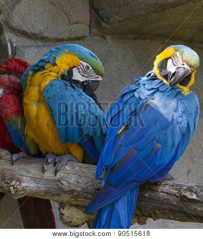 Ara Ararauna Parrot On Its Perch