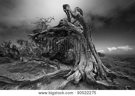 Battle Dragons. Old juniper tree El Sabinar of El Hierro island. Canary Islands