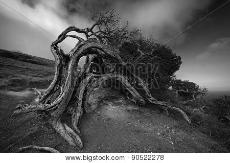 Battle Dragons. Old juniper tree El Sabinar of El Hierro island. Canary Islands
