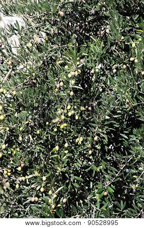 Ripe olives on tree.