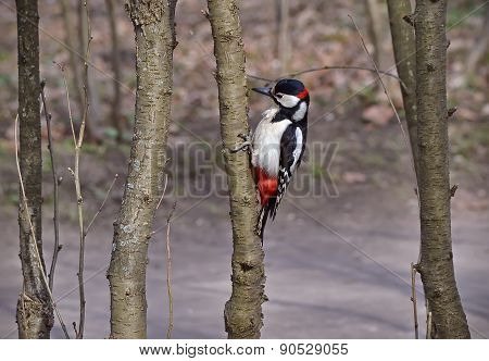 Woodpecker on a tree.