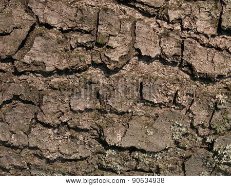 Abstract Wood Bark Texture