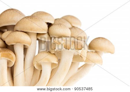 White Bunashimeji Mushrooms, Isolated On White