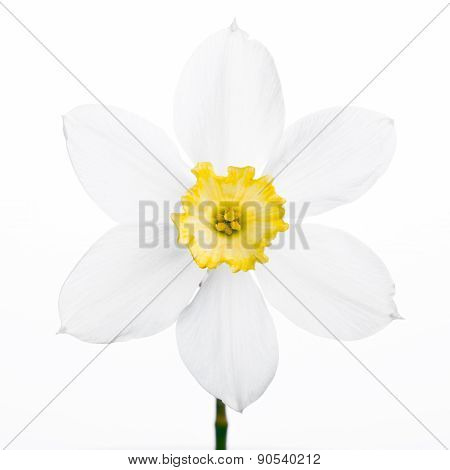 Spring floral border, beautiful fresh narcissus flowers