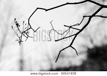 Silhouettes Of Winter Branches Of A Tree