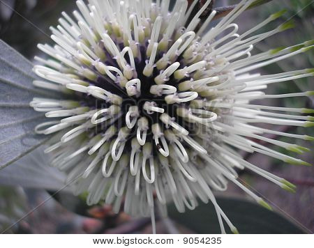 Weiße Banksia