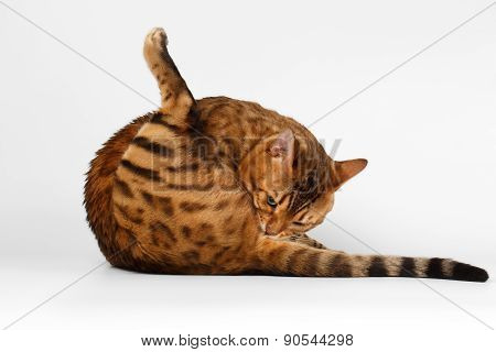 Bengal Cat on White background, licked himself ass