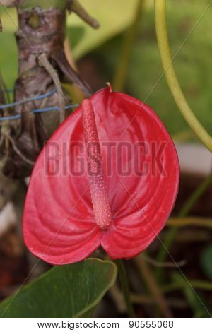 spadix  for beautiful home and garden decor.