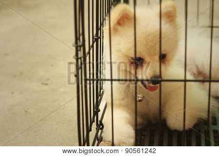 Pomeranian Puppy In A Cage At The Park