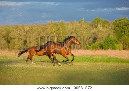 Horse