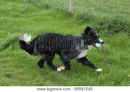 Border collie trot