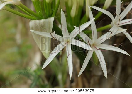 Crinum Lily  for decorations  home and garden beautiful.